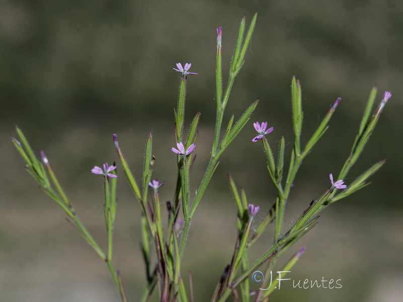 Velezia rigida.03
