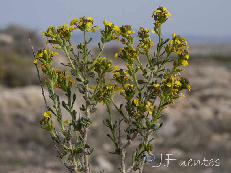 Vella pseudocytisus orcensis.15