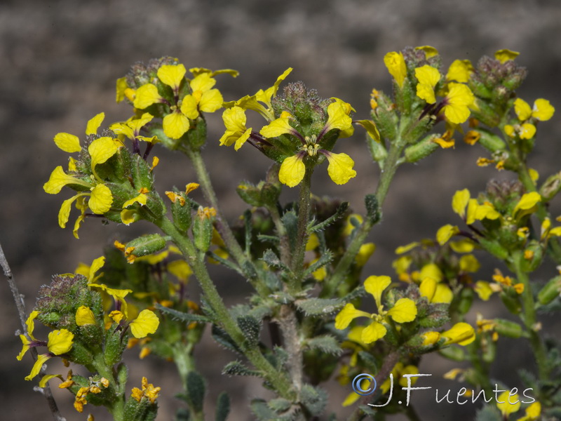 Vella pseudocytisus orcensis.18