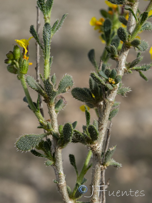 Vella pseudocytisus orcensis.19