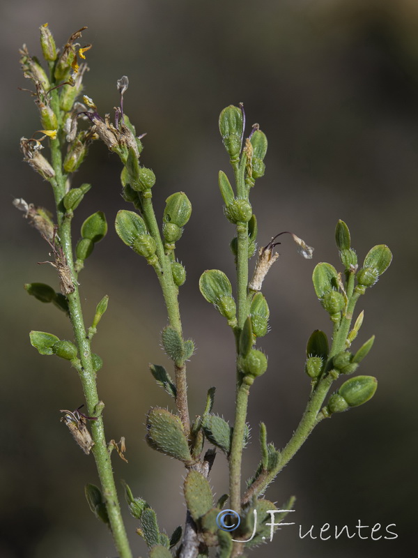 Vella pseudocytisus orcensis.22