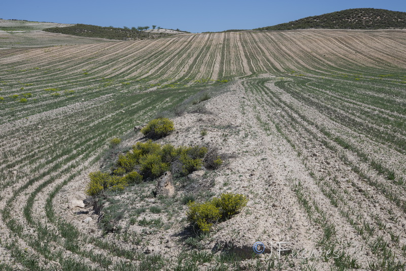 Vella pseudocytisus orcensis.29