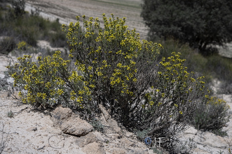 Vella pseudocytisus orcensis.14