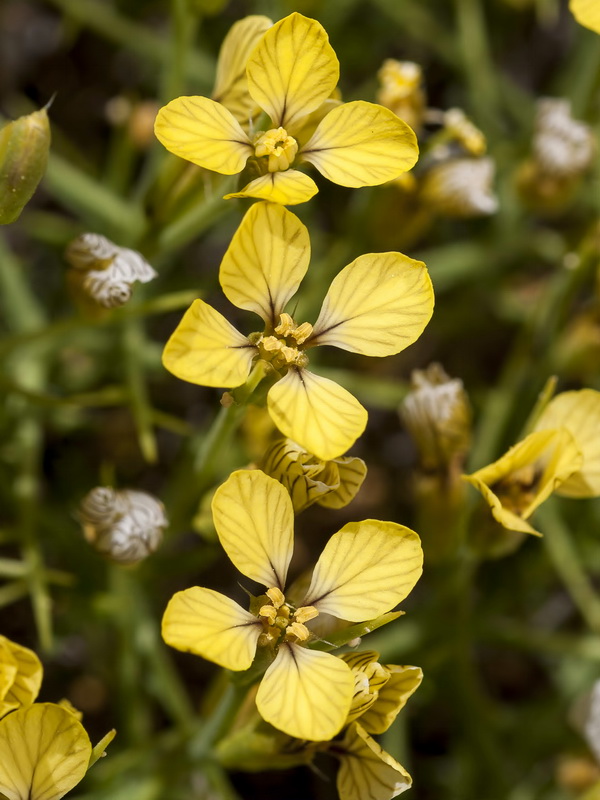 Vella spinosa.10