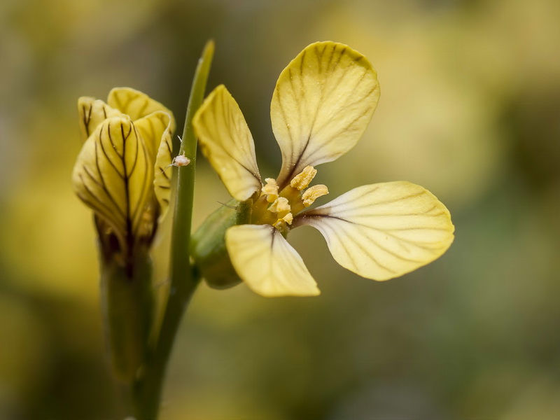 Vella spinosa.13