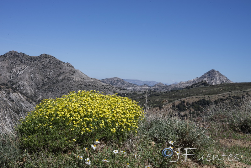 Vella spinosa.21