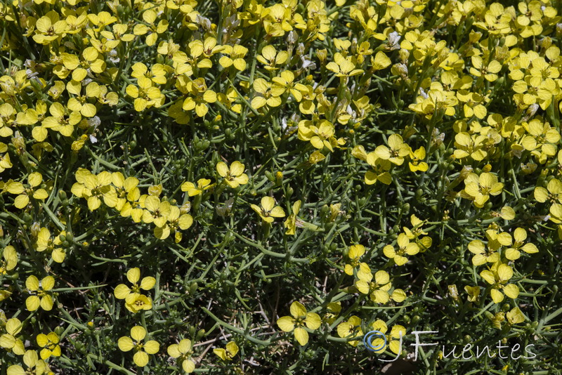 Vella spinosa.22