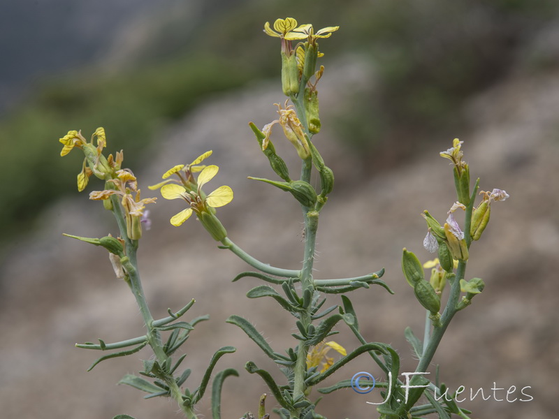 Vella spinosa.24