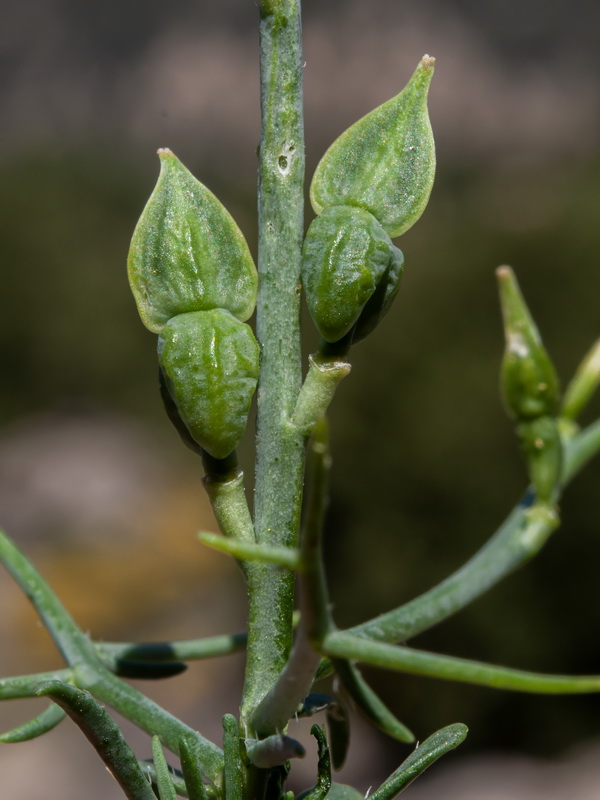 Vella spinosa.25