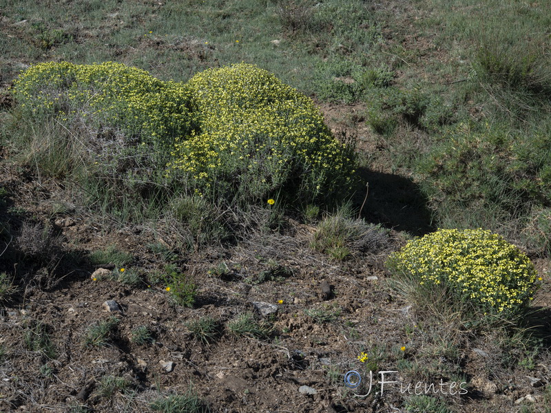 Vella spinosa.26