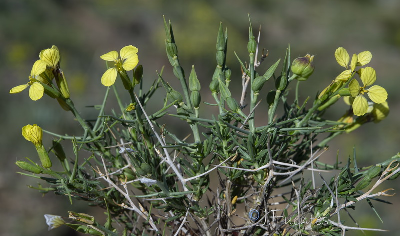 Vella spinosa.27