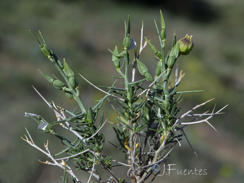 Vella spinosa.28