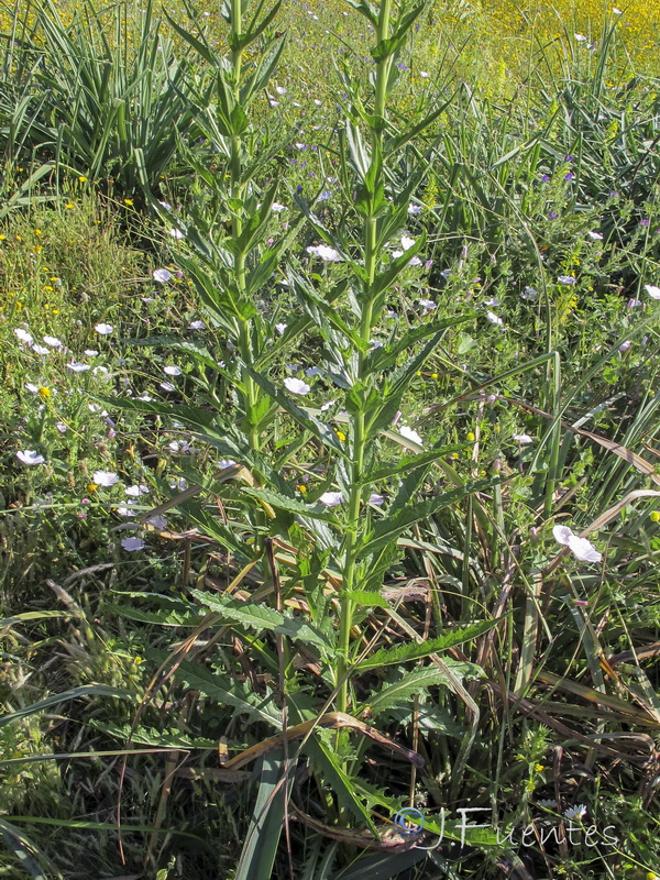 Verbascum blattaria.03