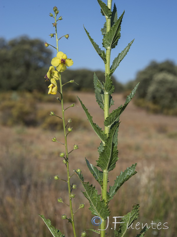 Verbascum blattaria.04