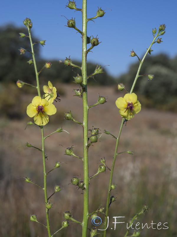 Verbascum blattaria.05