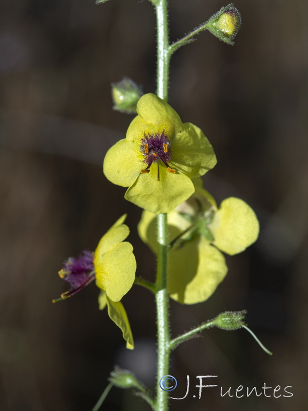 Verbascum blattaria.13