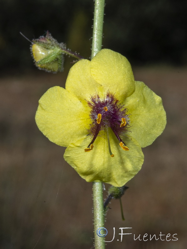 Verbascum blattaria.06