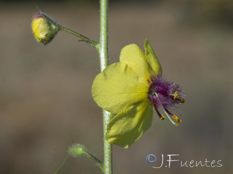 Verbascum blattaria.16