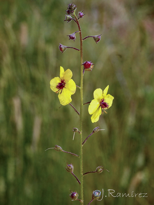 Verbascum blattaria.17