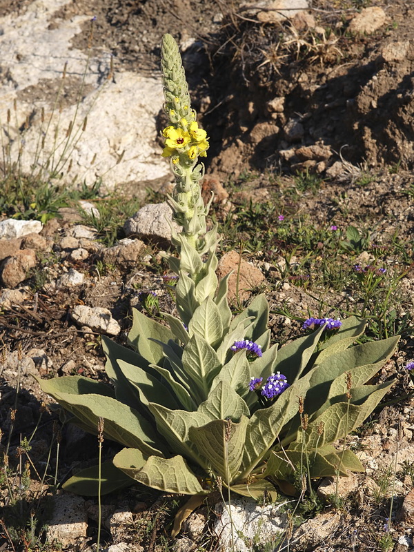 Verbascum charidemi.01