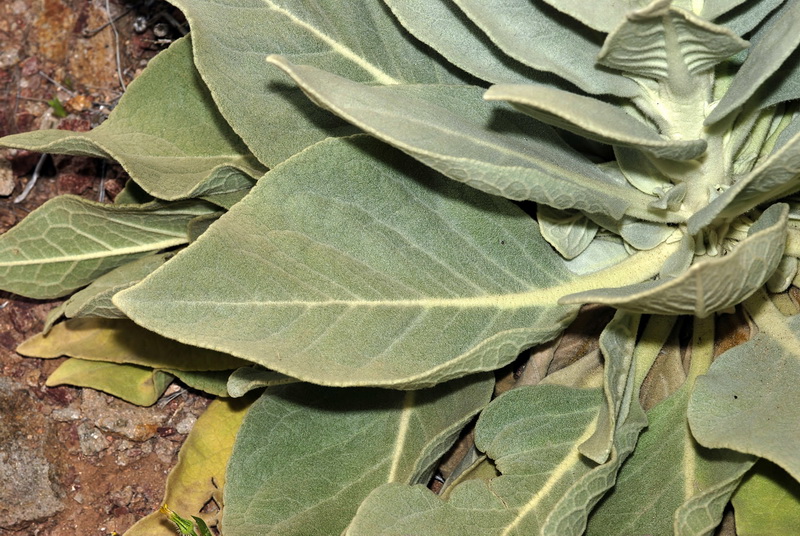Verbascum charidemi.02