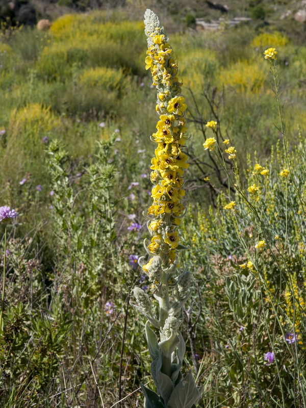 Verbascum charidemi.03