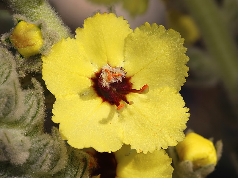 Verbascum charidemi.04