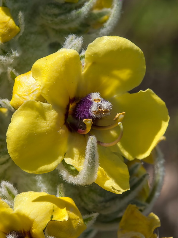 Verbascum charidemi.05