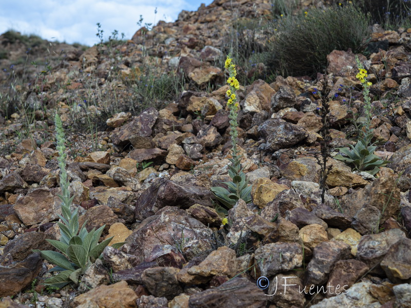 Verbascum charidemi.07
