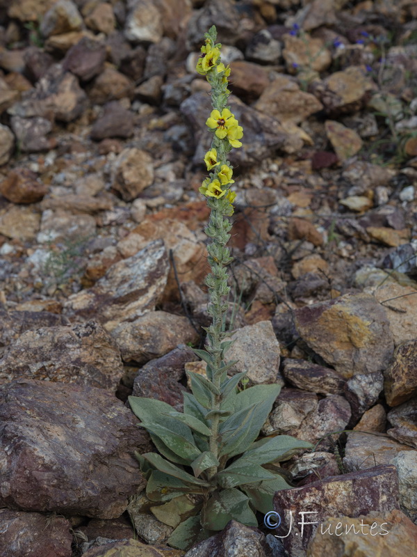 Verbascum charidemi.08