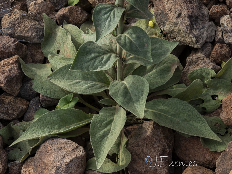 Verbascum charidemi.11