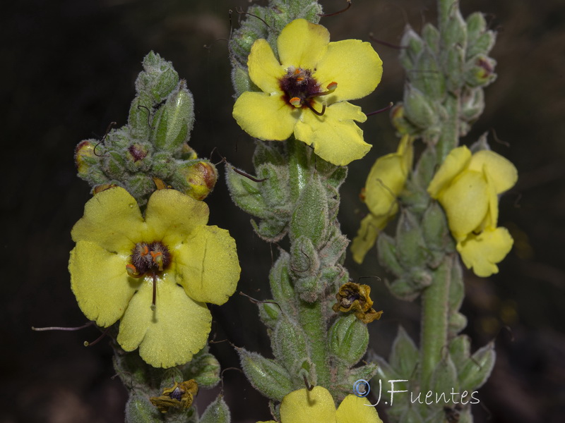 Verbascum charidemi.13