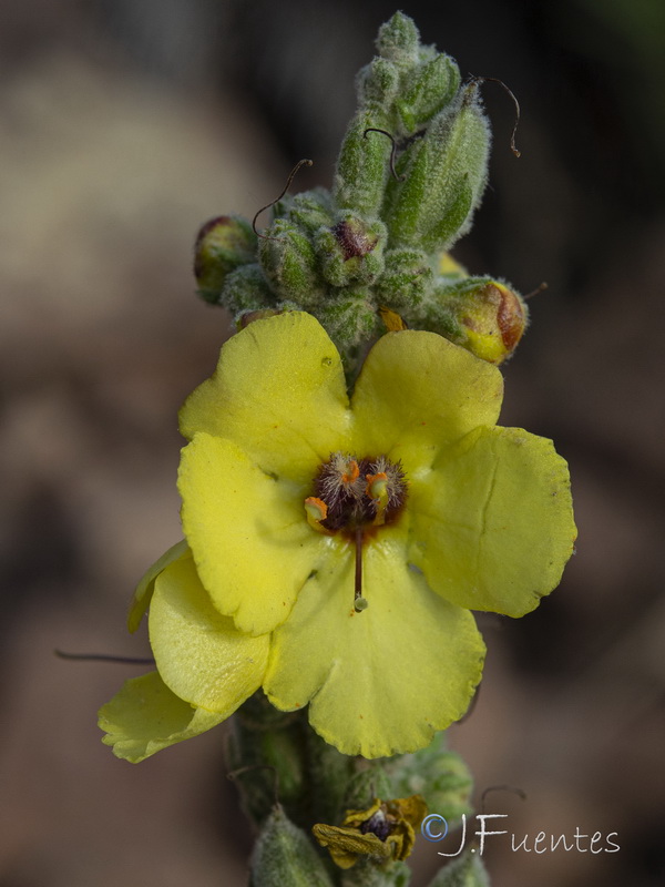 Verbascum charidemi.16