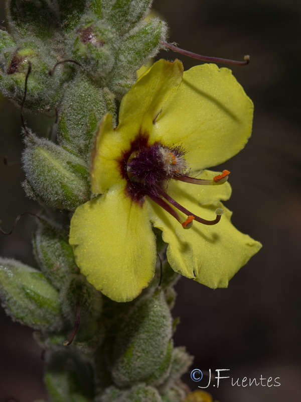 Verbascum charidemi.17