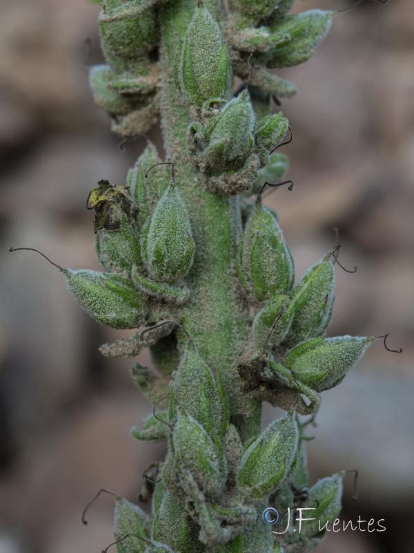 Verbascum charidemi.18