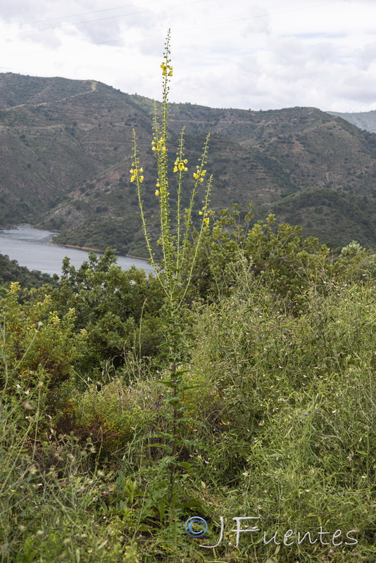 Verbascum erosum.06