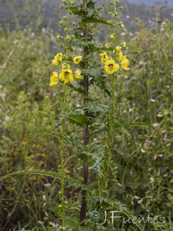 Verbascum erosum.01