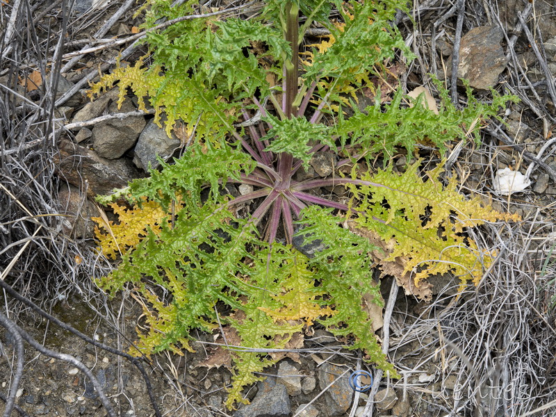 Verbascum erosum.02