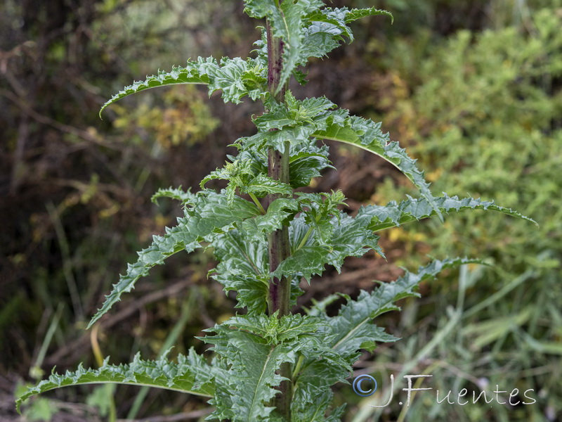 Verbascum erosum.10