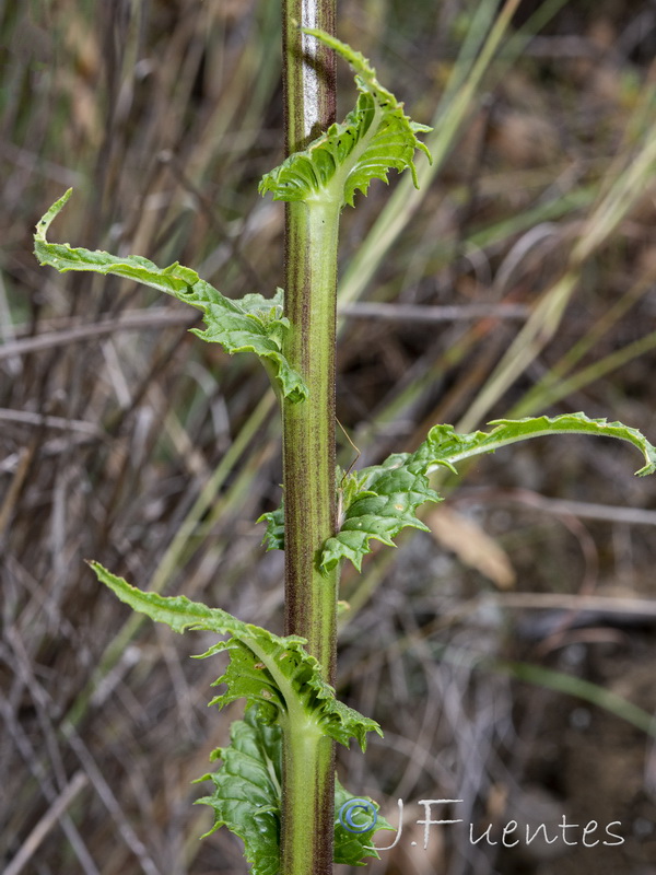 Verbascum erosum.03