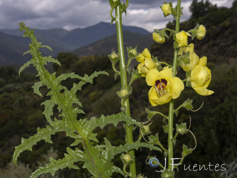 Verbascum erosum.04