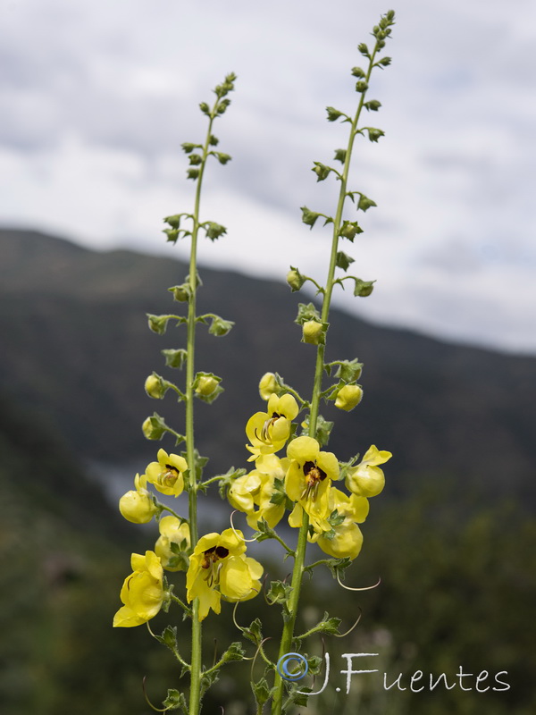 Verbascum erosum.13