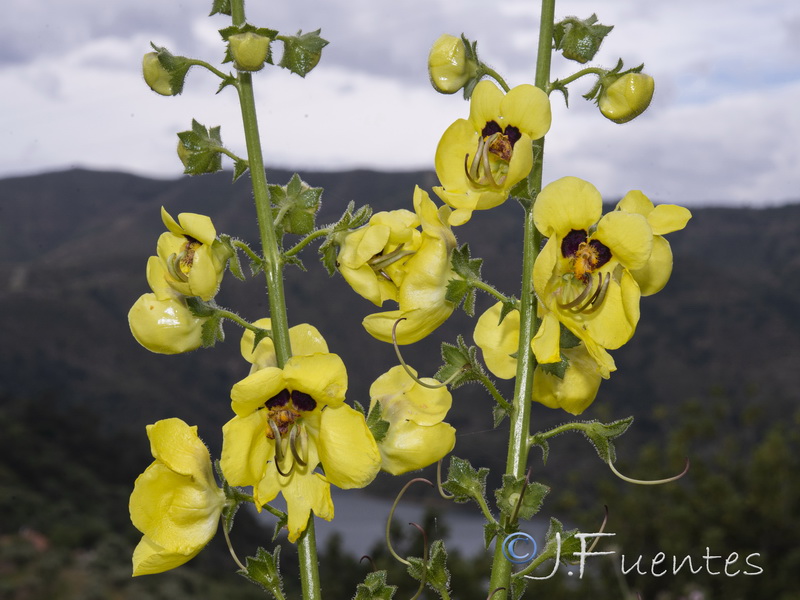 Verbascum erosum.14