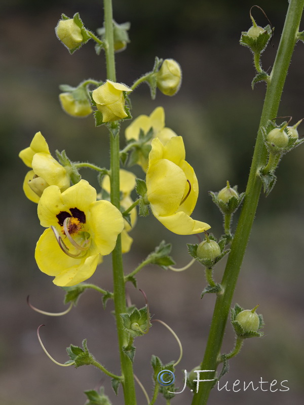 Verbascum erosum.15