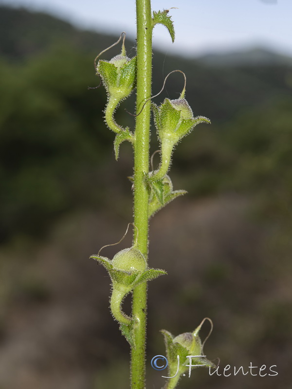 Verbascum erosum.16