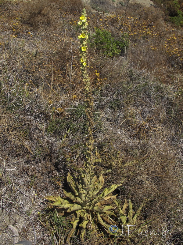 Verbascum giganteum giganteum.01