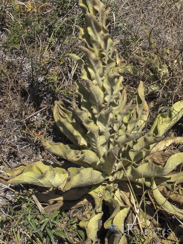 Verbascum giganteum giganteum.02