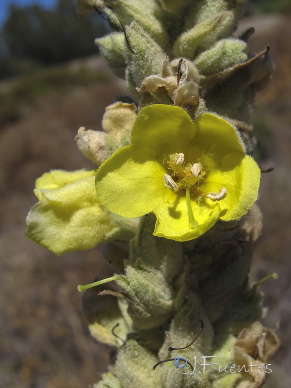 Verbascum giganteum giganteum.03