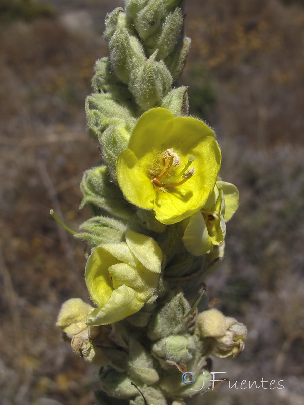 Verbascum giganteum giganteum.04