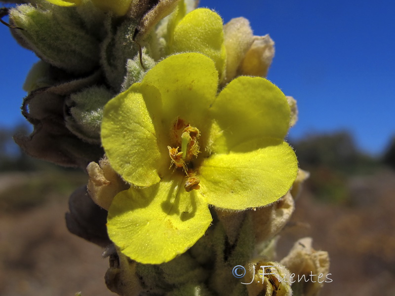 Verbascum giganteum giganteum.05